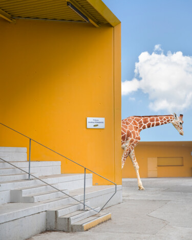 Once upone a Time. The girafe (limited of 05) 摄影 标题为“Once upone a Time.…” 由Emmanuel Passeleu, 原创艺术品, 数码摄影 安装在铝上
