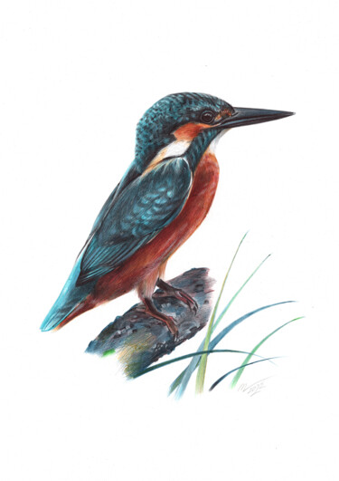 River Kingfisher (Realistic Ballpoint Pen Bird Portrait) 图画 标题为“River Kingfisher (R…” 由Daria Maier, 原创艺术品, 圆珠笔