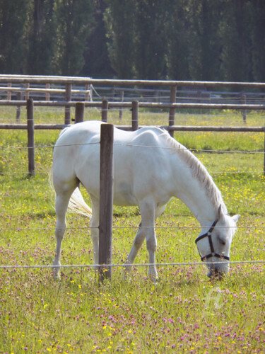 Photography titled "Nice horse and end…" by Cédric Hajiji, Original Artwork, Digital Photography