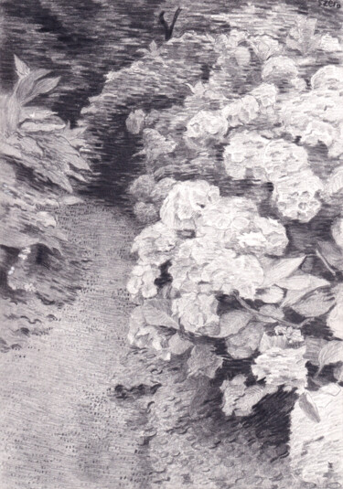 Hydrangeas Dessin intitulée "Hydrangeas" par Piotr Szerszynski, Œuvre d'art originale, Crayon