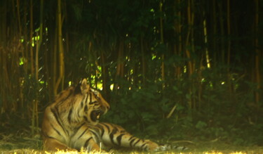 摄影 标题为“tigre” 由Fabrizio Avena, 原创艺术品, 数码摄影