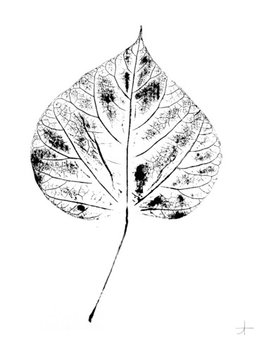 印花与版画 标题为“Catalpa.I (feuille)” 由Adrien Thivolle (l'âge des arbres), 原创艺术品, 墨