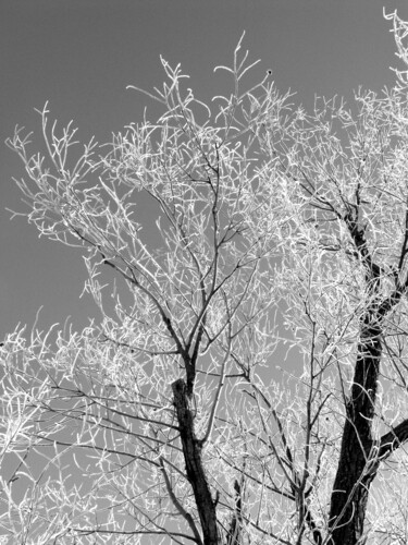 Photography titled "The great arms in t…" by Davide Novello, Original Artwork, Digital Photography