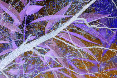Photography titled "Willow Power" by Gwendolyn Roth, Original Artwork, Digital Photography