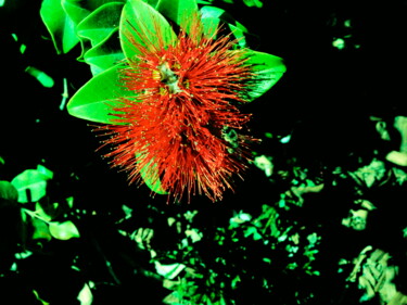 Fotografia intitulada "la fleur rouge" por Musclor, Obras de arte originais, Fotografia digital