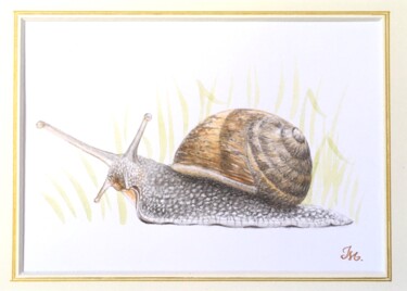 Painting titled "Escargot petit gris" by Isabelle Molinard, Original Artwork, Watercolor