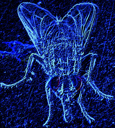 Arts numériques intitulée "Mouche fraiche" par Yog-Sothoth, Œuvre d'art originale, Travail numérique 2D