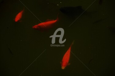 Photographie intitulée "Poissons d'été" par Virginie Dartois, Œuvre d'art originale, Photographie numérique