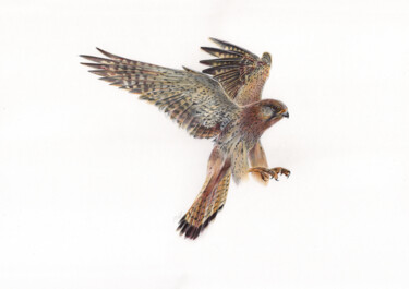 European Kestrel (Realistic Ballpoint Pen Bird Portrait) 「European Kestrel (R…」というタイトルの描画 Daria Maierによって, オリジナルのアートワーク, ボールペン