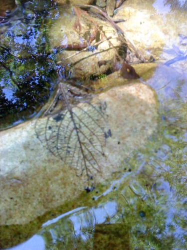 Photography titled "Fossile" by Marie Marlène Mahalatchimy, Original Artwork, Digital Photography
