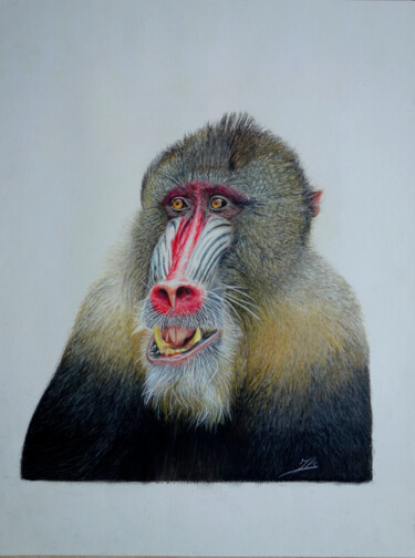 图画 标题为“Mandrill” 由Jean-Louis Silvestri, 原创艺术品, 铅笔
