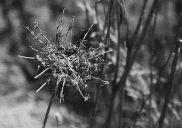 Photography titled "Flower 2" by Dzovig Arnelian, Original Artwork, Digital Photography