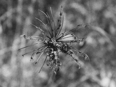 Photography titled "Flower 3" by Dzovig Arnelian, Original Artwork, Digital Photography