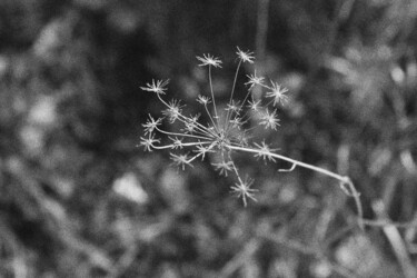 Photography titled "Flower 4" by Dzovig Arnelian, Original Artwork, Digital Photography