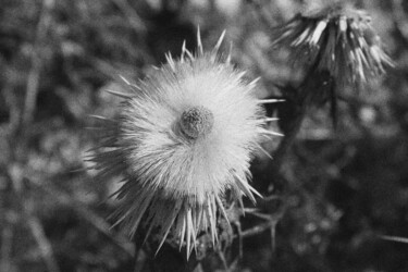 Photography titled "Flower 5" by Dzovig Arnelian, Original Artwork, Digital Photography