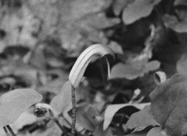 Photography titled "Flower 6" by Dzovig Arnelian, Original Artwork, Digital Photography