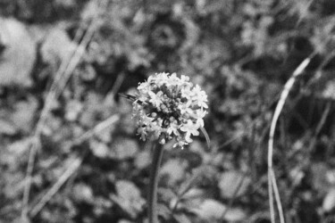 Photography titled "Flower 7" by Dzovig Arnelian, Original Artwork, Digital Photography