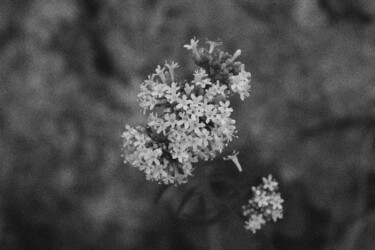 Photography titled "Flower 9" by Dzovig Arnelian, Original Artwork, Digital Photography