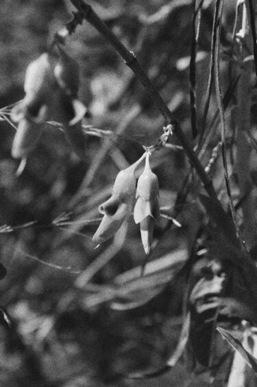 Photography titled "Flower 10" by Dzovig Arnelian, Original Artwork, Digital Photography