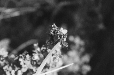 摄影 标题为“Flower 20” 由Dzovig Arnelian, 原创艺术品, 数码摄影