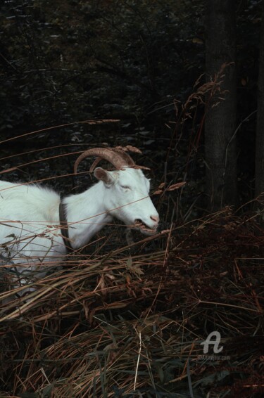 Photography titled "Chèvre et herbe" by Oleg Andrienko, Original Artwork, Digital Photography
