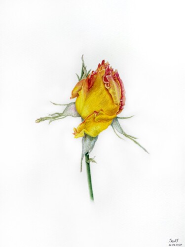 Painting titled "Yellow rose" by Tetiana Kovalova, Original Artwork, Watercolor