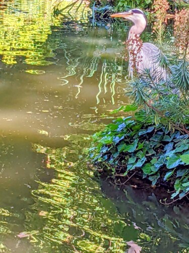 Fotografía titulada "Héron songeur" por Béatrice Marie Penaud, Obra de arte original, Fotografía digital