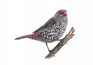 Red-eared Firetail (Realistic Ballpoint Pen Bird Portrait) 图画 标题为“Red-eared Firetail…” 由Daria Maier, 原创艺术品, 圆珠笔