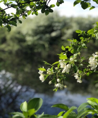 Fotografie getiteld "Apple tree flowers,…" door Marina Gavrilova, Origineel Kunstwerk, Digitale fotografie