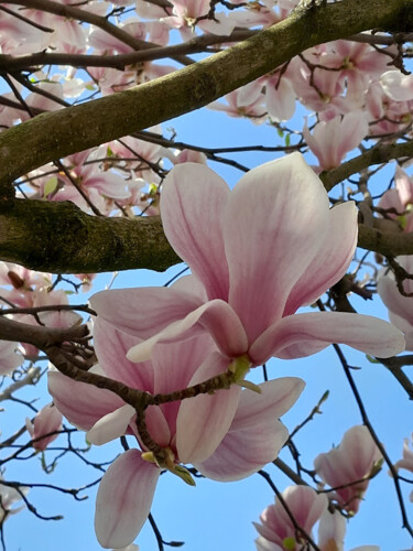 Photographie intitulée "Magnolia 2022" par Pilato Adriana, Œuvre d'art originale, Photographie non manipulée