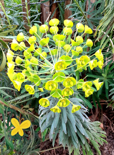 Photographie intitulée "Euphorbe 2022" par Pilato Adriana, Œuvre d'art originale, Photographie numérique