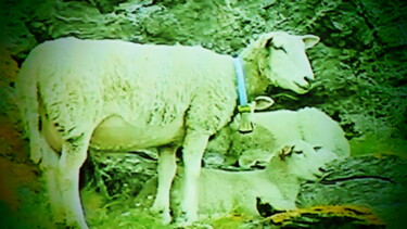 "les beaux moutons" başlıklı Fotoğraf Musclor tarafından, Orijinal sanat, Dijital Fotoğrafçılık