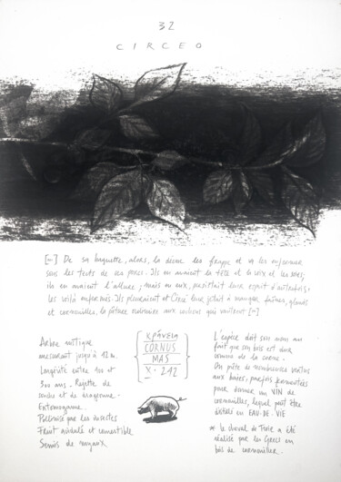 Dessin intitulée "CORNUS MAS" par Gaele Flao, Œuvre d'art originale, Fusain