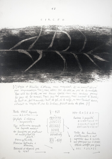 Dessin intitulée "JUNCUS ARUNDO DONAX" par Gaele Flao, Œuvre d'art originale, Fusain