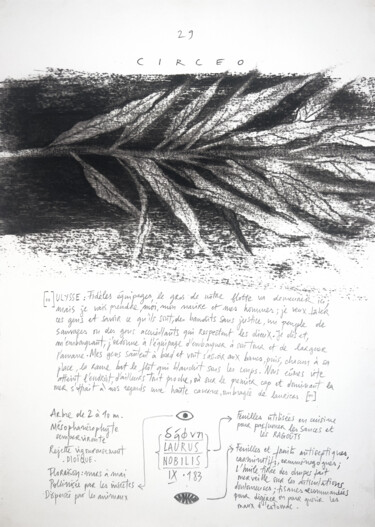 Dessin intitulée "LAURUS NOBILIS" par Gaele Flao, Œuvre d'art originale, Fusain