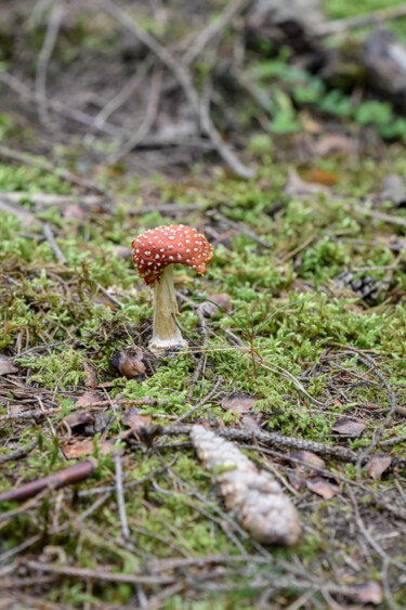 Fotografia zatytułowany „Toadstool” autorstwa Magdalena Mienko, Oryginalna praca, Fotografia cyfrowa