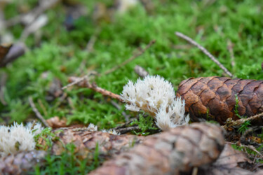 Fotografia zatytułowany „Mushroom 2” autorstwa Magdalena Mienko, Oryginalna praca, Fotografia cyfrowa