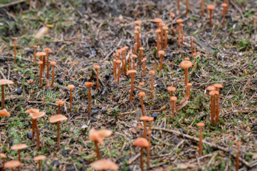 Fotografia zatytułowany „Mushroom 3” autorstwa Magdalena Mienko, Oryginalna praca, Fotografia cyfrowa