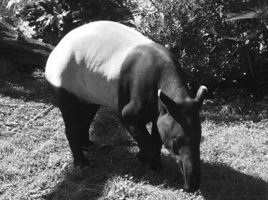 摄影 标题为“Tapir” 由Camille R., 原创艺术品, 非操纵摄影
