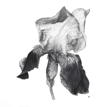 PERFECTION. IRIS II Dessin intitulée "PERFECTION. IRIS II" par Iana Cherepanska, Œuvre d'art originale, Encre Monté sur Panneau de bois