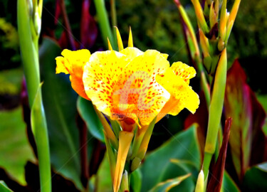 Photography titled "Europe - Flower of…" by Clement Tsang, Original Artwork, Digital Photography