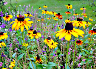 Europe - Flower of Rudbeckia hirta L. #1 Photographie intitulée "Europe - Flower of…" par Clement Tsang, Œuvre d'art originale, Photographie numérique