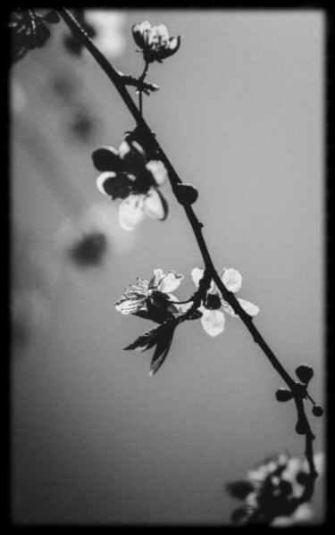 Photography titled "Hymn to Silence 2" by Junko, Original Artwork, Digital Photography Mounted on Aluminium