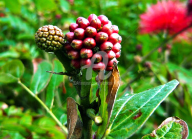 Calliandra Bud in Hong Kong Photographie intitulée "Calliandra Bud in H…" par Clement Tsang, Œuvre d'art originale, Photographie numérique