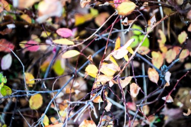 Photographie intitulée "les Saisons 112" par Nana Plamadeala-Kiritchenko, Œuvre d'art originale, Photographie non manipulée…