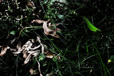 Photographie intitulée "les Saisons 119" par Nana Plamadeala-Kiritchenko, Œuvre d'art originale, Photographie non manipulée…