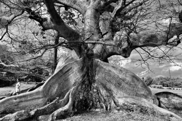 Photography titled "Creation On Vieques" by Lisa Trevino, Original Artwork, Digital Photography
