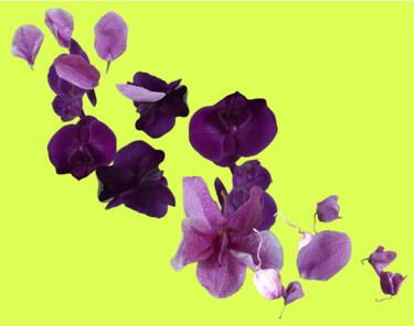 数字艺术 标题为“Fleurs” 由Neige Massa, 原创艺术品, 数字拼贴