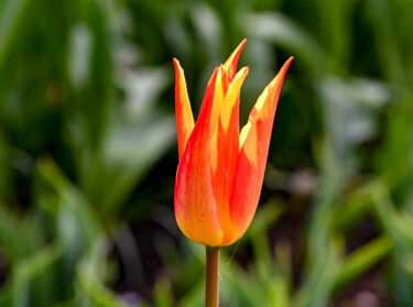 Fotografia intitulada "Tulip" por Tanya Shark, Obras de arte originais, Fotografia digital