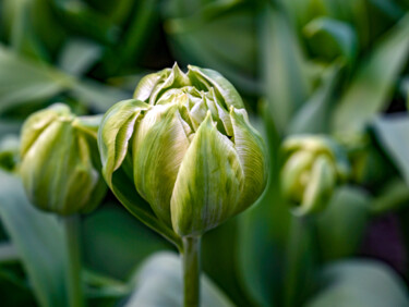 Fotografia intitulada "Green tulip" por Tanya Shark, Obras de arte originais, Fotografia digital